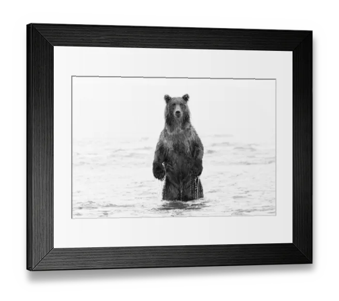 Framed Print : Brown bear standing upright, Silver Salmon Creek, Lake Clark National Park, Alaska Framed Print : Brown bear standing upright, Silver Salmon Creek, Lake Clark National Park, Alaska