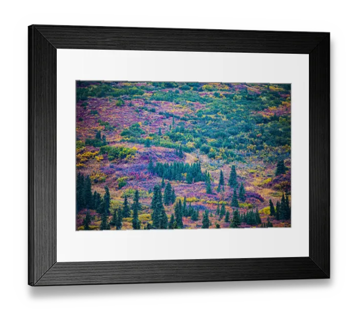 Framed Print : Alaska, USA, autumn color