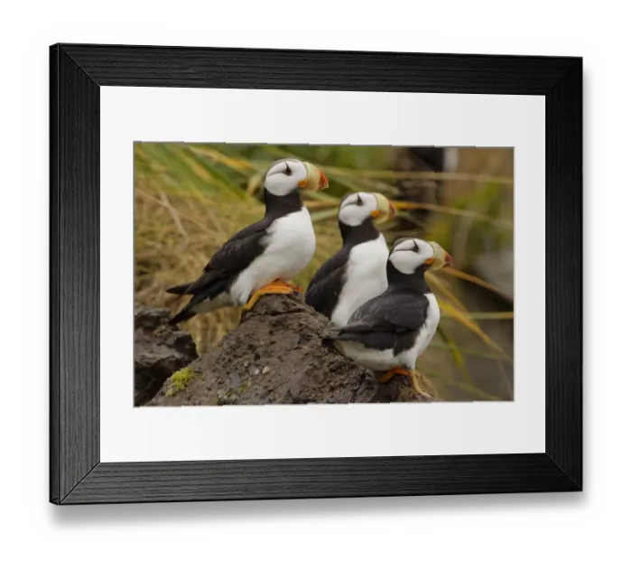 Framed Print : Horned Puffin, Fratercula corniculata, Lake Clark National Park, Alaska Framed Print : Horned Puffin, Fratercula corniculata, Lake Clark National Park, Alaska