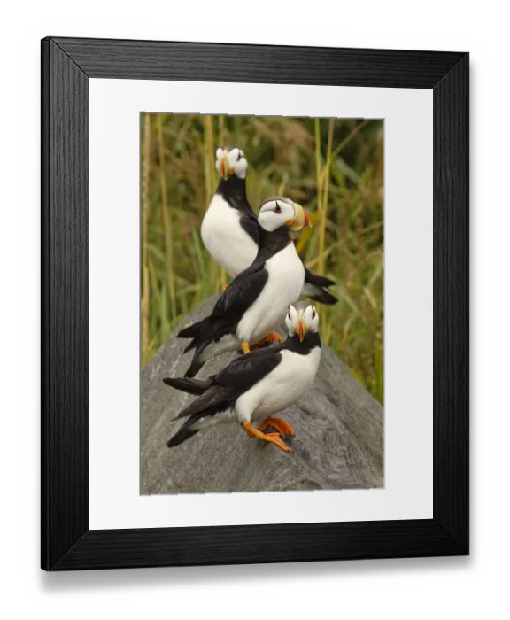 Framed Print : Horned Puffin, Fratercula corniculata, Lake Clark National Park, Alaska