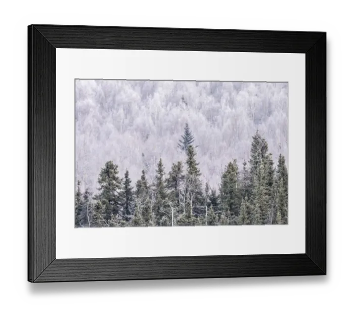 Framed Print : USA, Alaska, Fairbanks. Frosty forest landscape. Credit as Framed Print : USA, Alaska, Fairbanks. Frosty forest landscape. Credit as