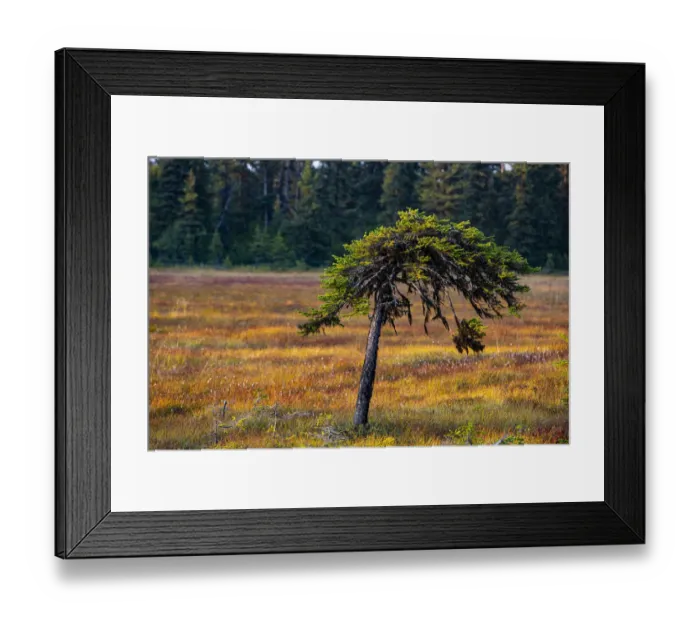 Framed Print : Homer, Alaska, USA, miniature, black spruce, autumn colored field Framed Print : Homer, Alaska, USA, miniature, black spruce, autumn colored field