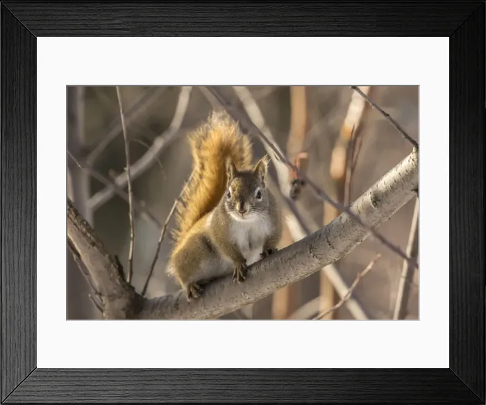 Framed Print : USA, Alaska, Fairbanks. Red squirrel in tree. Credit as Framed Print : USA, Alaska, Fairbanks. Red squirrel in tree. Credit as