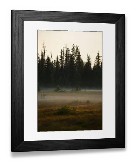 Framed Print : Homer, Alaska, USA, miniature, black spruce, autumn colored field Framed Print : Homer, Alaska, USA, miniature, black spruce, autumn colored field