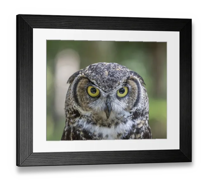 Framed Print : USA, Alaska, Sitka. Great horned owl at Alaska Raptor Center Framed Print : USA, Alaska, Sitka. Great horned owl at Alaska Raptor Center