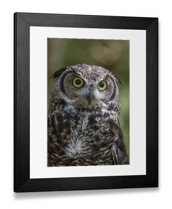 Framed Print : USA, Alaska, Sitka. Great horned owl at Alaska Raptor Center Framed Print : USA, Alaska, Sitka. Great horned owl at Alaska Raptor Center