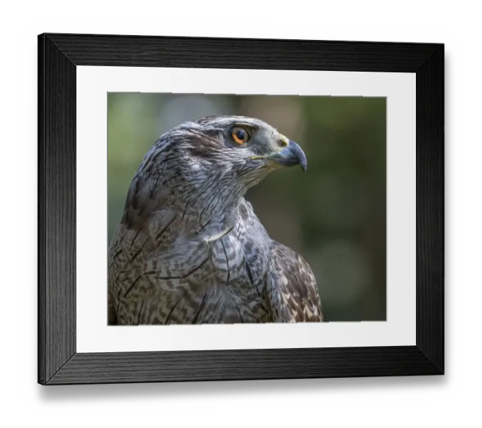 Framed Print : USA, Alaska, Sitka. Northern goshawk captive at Alaska Raptor Center Credit as Framed Print : USA, Alaska, Sitka. Northern goshawk captive at Alaska Raptor Center Credit as