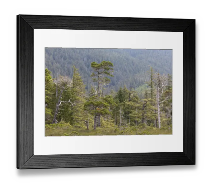 Framed Print : USA, Alaska, Starrigavan Valley. Forest landscape. Credit as Framed Print : USA, Alaska, Starrigavan Valley. Forest landscape. Credit as