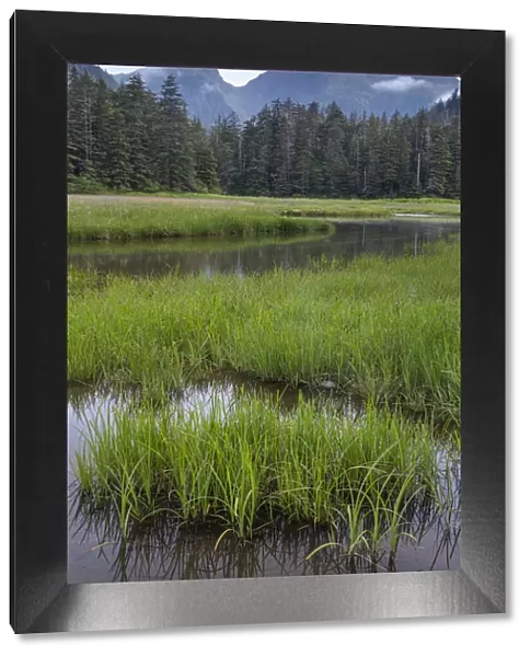 USA, Alaska, Sitka. Meadow at high tide in Tongass National Forest