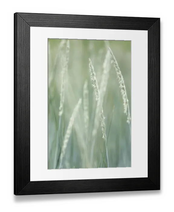 Framed Print : USA, Alaska, Tongass National Forest. Abstract of beach rye grass Framed Print : USA, Alaska, Tongass National Forest. Abstract of beach rye grass