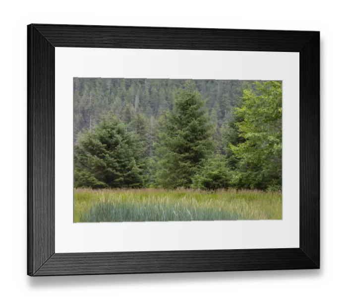 Framed Print : USA, Alaska, Tongass National Forest. Meadow and forest landscape Framed Print : USA, Alaska, Tongass National Forest. Meadow and forest landscape