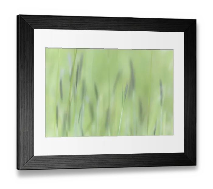 Framed Print : USA, Alaska, Tongass National Forest. Abstract of meadow grass Framed Print : USA, Alaska, Tongass National Forest. Abstract of meadow grass