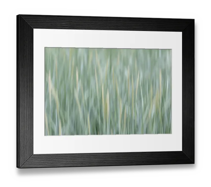 Framed Print : USA, Alaska, Tongass National Forest. Abstract of meadow grass Framed Print : USA, Alaska, Tongass National Forest. Abstract of meadow grass