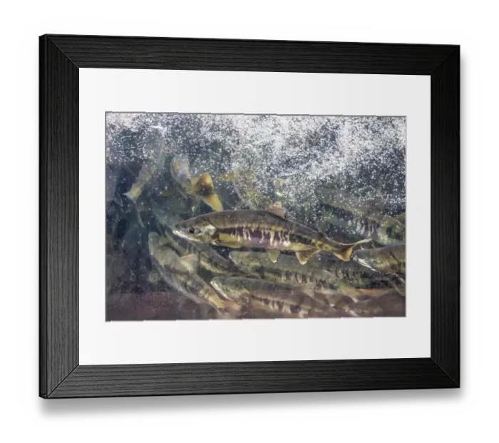 Framed Print : Salmon run, Macaulay Salmon Hatchery, Douglas Island, Alaska, USA Framed Print : Salmon run, Macaulay Salmon Hatchery, Douglas Island, Alaska, USA