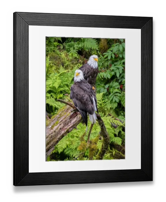 Framed Print : Bald Eagle, Anan Creek, Wrangell, Alaska, USA Framed Print : Bald Eagle, Anan Creek, Wrangell, Alaska, USA