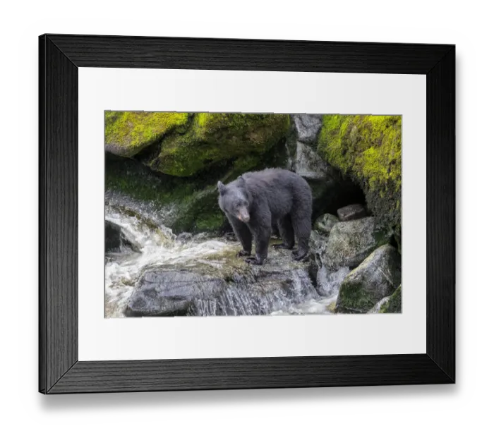 Framed Print : Black Bear, Anan Creek, Wrangell, Alaska, USA Framed Print : Black Bear, Anan Creek, Wrangell, Alaska, USA