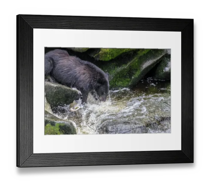 Framed Print : Black Bear, Salmon run, Anan Creek, Wrangell, Alaska, USA Framed Print : Black Bear, Salmon run, Anan Creek, Wrangell, Alaska, USA