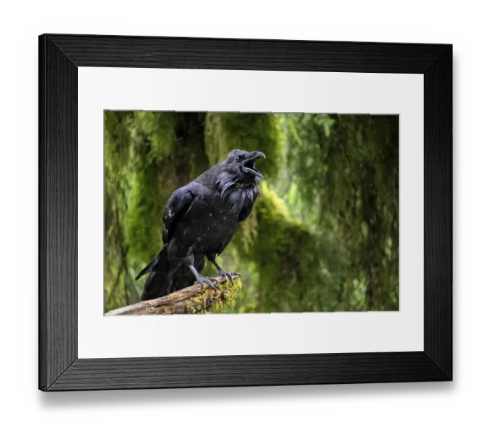 Framed Print : Raven, Anan Creek, Wrangell, Alaska Framed Print : Raven, Anan Creek, Wrangell, Alaska
