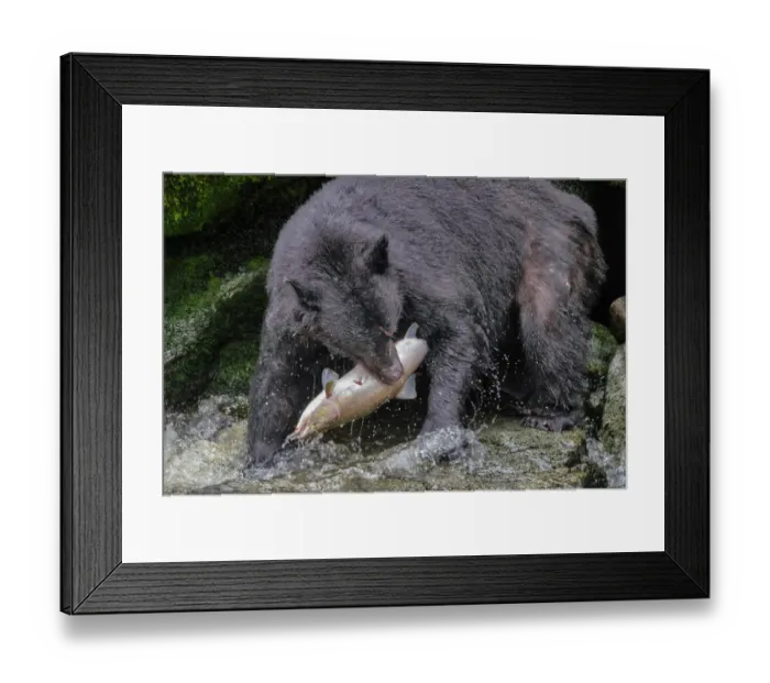 Framed Print : Black Bear, Salmon run, Anan Creek, Wrangell, Alaska, USA Framed Print : Black Bear, Salmon run, Anan Creek, Wrangell, Alaska, USA