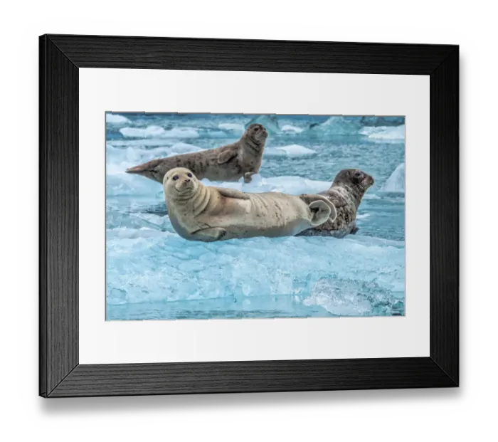 Framed Print : Harbor Seal, LeConte Bay, Alaska, USA Framed Print : Harbor Seal, LeConte Bay, Alaska, USA