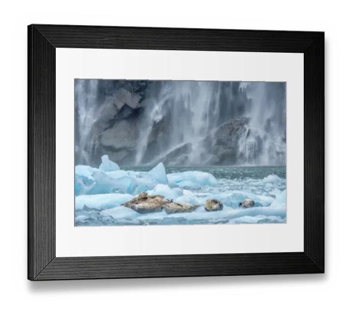 Framed Print : Waterfall, Harbor Seal, LeConte Bay, Alaska Framed Print : Waterfall, Harbor Seal, LeConte Bay, Alaska