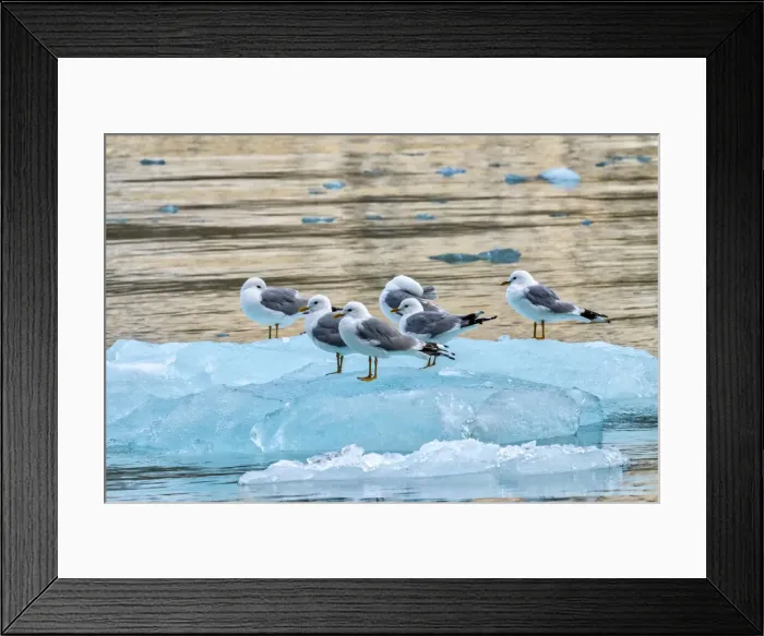 Framed Print : Seagulls on glacial ice, LeConte Bay, Alaska Framed Print : Seagulls on glacial ice, LeConte Bay, Alaska