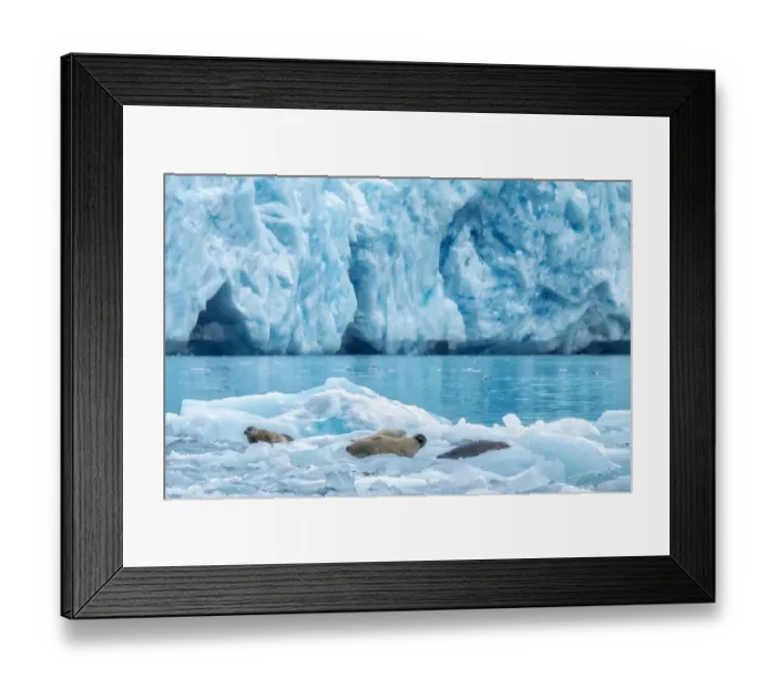 Framed Print : LeConte Glacier, Harbor Seal, LeConte Bay, Alaska, USA Framed Print : LeConte Glacier, Harbor Seal, LeConte Bay, Alaska, USA