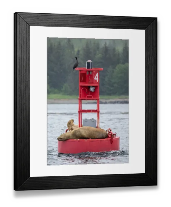 Framed Print : Cormorant and Steller sea lion, Ernest Sound, Wrangell, Alaska