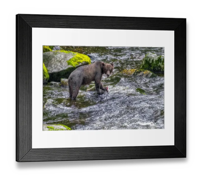 Framed Print : Grizzly Bear, salmon run, Anan Creek, Wrangell, Alaska, USA Framed Print : Grizzly Bear, salmon run, Anan Creek, Wrangell, Alaska, USA