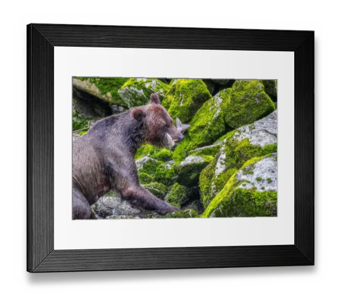 Framed Print : Grizzly Bear, salmon run, Anan Creek, Wrangell, Alaska, USA
