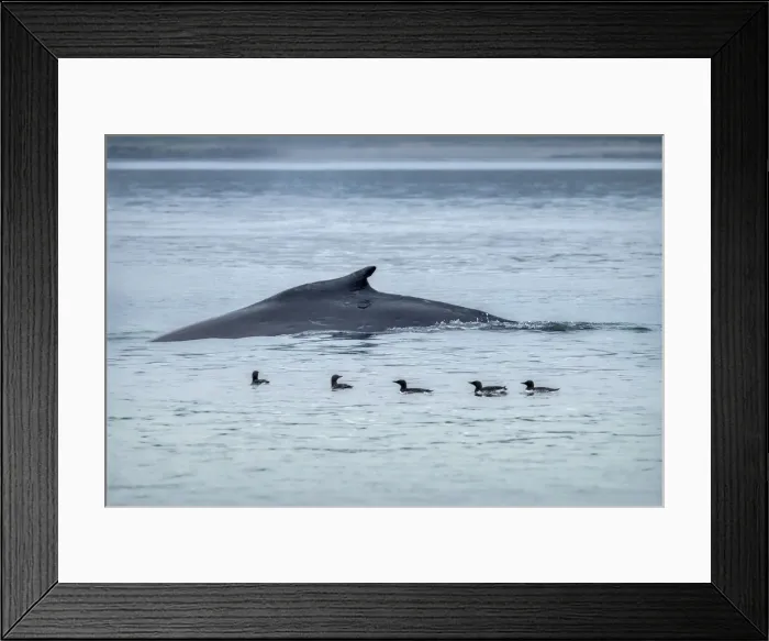 Framed Print : Humpback Whale, Ernest Sound, Wrangell, Alaska, USA Framed Print : Humpback Whale, Ernest Sound, Wrangell, Alaska, USA