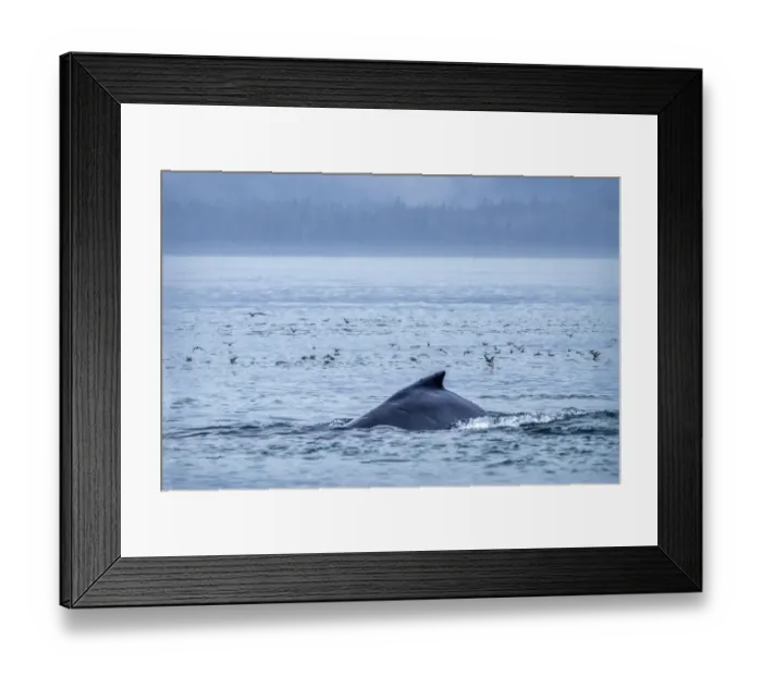 Framed Print : Humpback Whale, Ernest Sound, Wrangell, Alaska, USA Framed Print : Humpback Whale, Ernest Sound, Wrangell, Alaska, USA