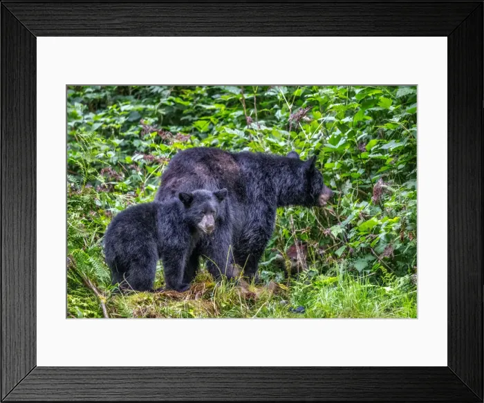 Framed Print : Black Bear adult and Cub, Anan Creek, Wrangell, Alaska, USA