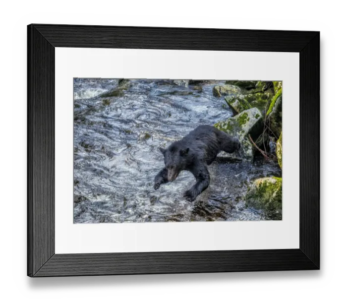 Framed Print : Black Bear, Salmon run, Anan Creek Wrangell, Alaska, USA Framed Print : Black Bear, Salmon run, Anan Creek Wrangell, Alaska, USA