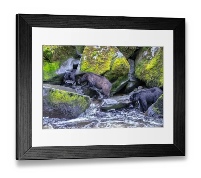 Framed Print : Black Bear, Salmon run, Anan Creek Wrangell, Alaska, USA Framed Print : Black Bear, Salmon run, Anan Creek Wrangell, Alaska, USA