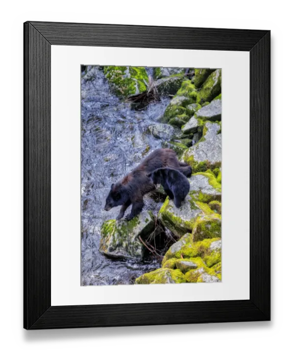 Framed Print : Black Bear adult and Cub, Anan Creek, Wrangell, Alaska, USA