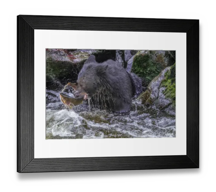 Framed Print : Black Bear, Salmon run, Anan Creek Wrangell, Alaska, USA
