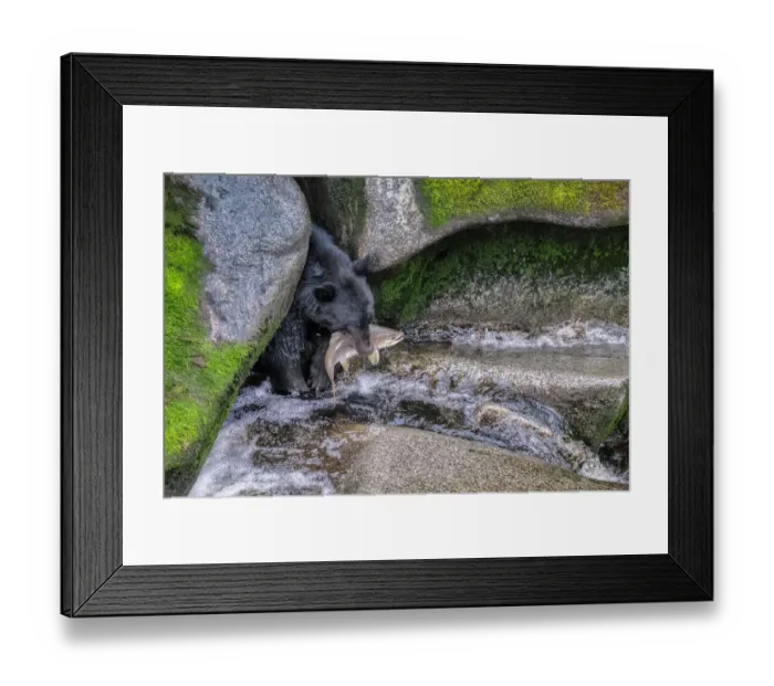 Framed Print : Black Bear, Salmon run, Anan Creek Wrangell, Alaska, USA Framed Print : Black Bear, Salmon run, Anan Creek Wrangell, Alaska, USA