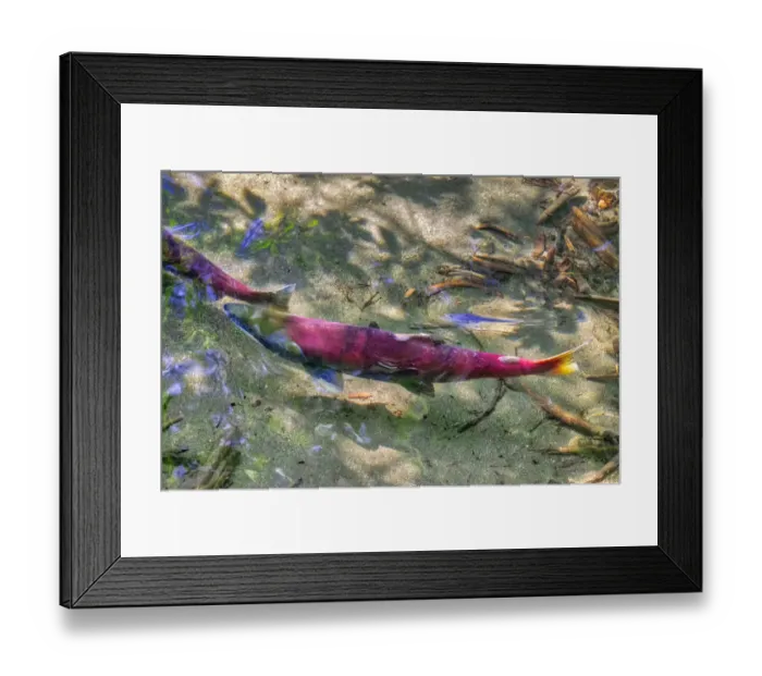 Framed Print : Pink Salmon, Juneau, Alaska, USA