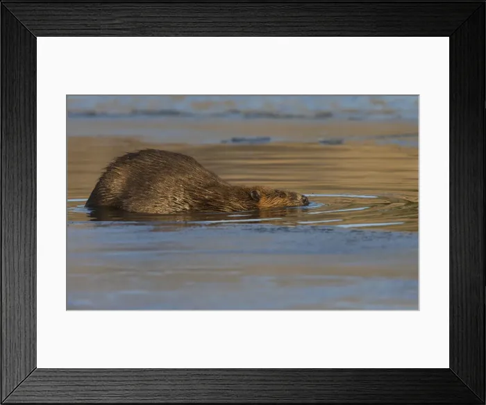 Framed Print : Beaver, late autumn ice pathway
