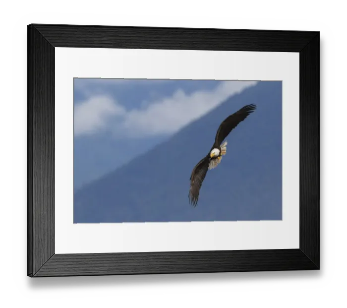 Framed Print : Bald Eagle Framed Print : Bald Eagle