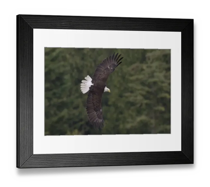 Framed Print : Bald Eagle Framed Print : Bald Eagle