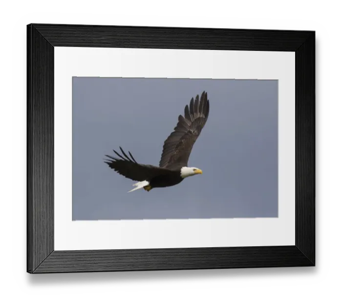 Framed Print : Bald Eagle flying Framed Print : Bald Eagle flying