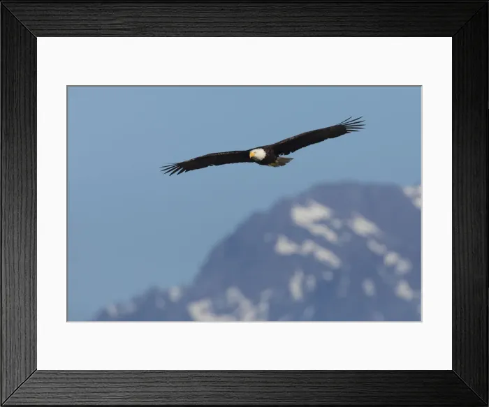 Framed Print : Bald eagle Framed Print : Bald eagle