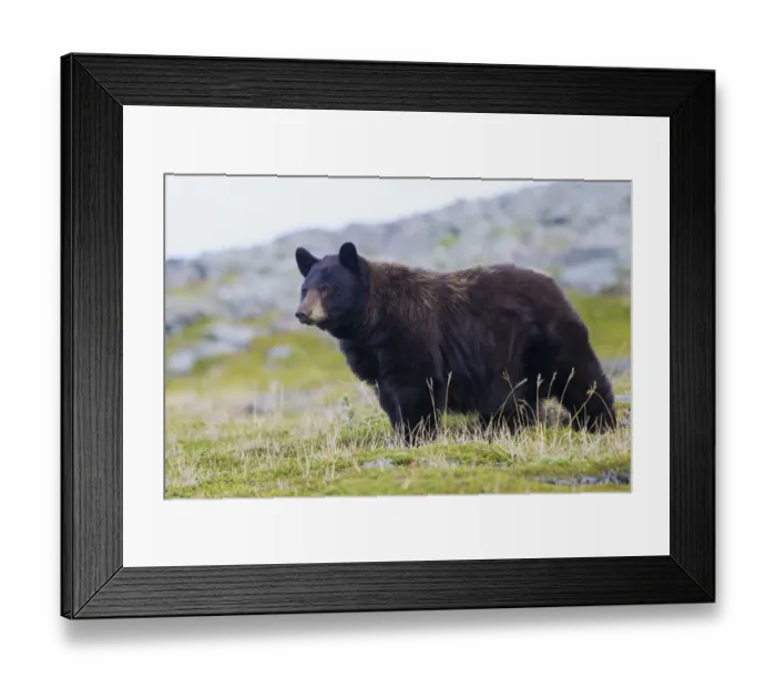 Framed Print : Black Bear, Big Boar