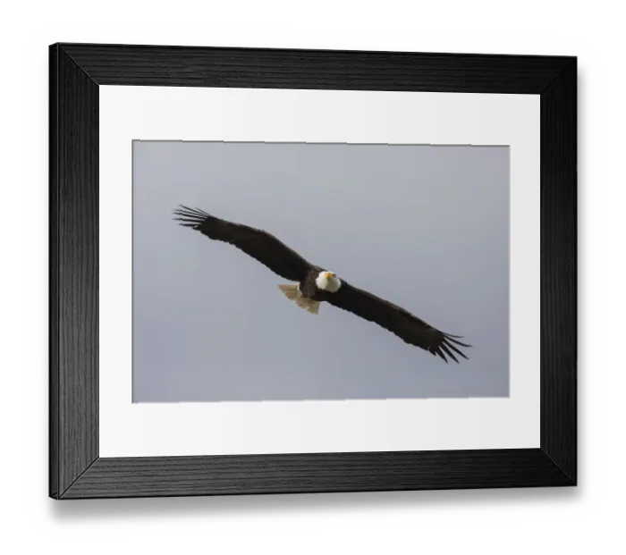 Framed Print : Bald Eagle Framed Print : Bald Eagle