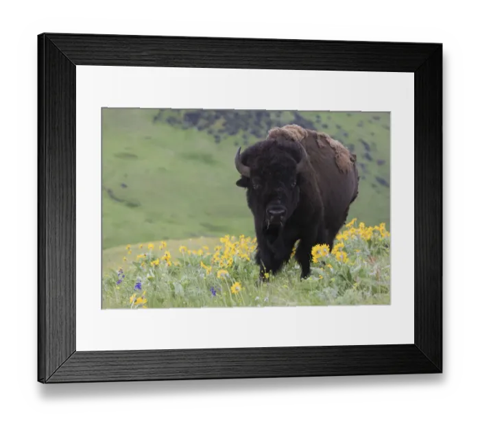 Framed Print : Bison, Balsa Root Blooms Framed Print : Bison, Balsa Root Blooms