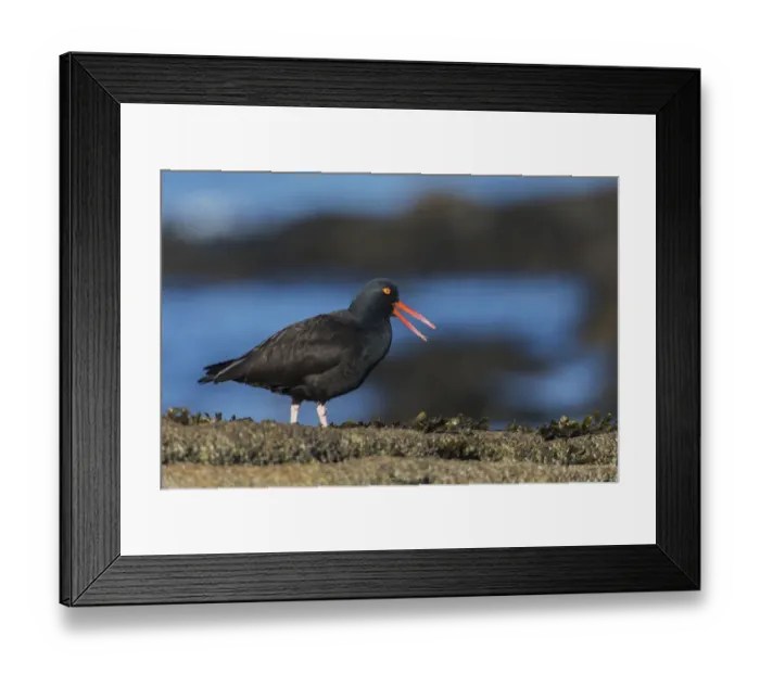 Framed Print : Black Oystercatcher Calling Framed Print : Black Oystercatcher Calling