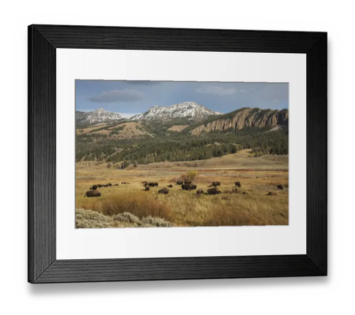 Framed Print : Bison in Lamar Valley, Yellowstone National Park Framed Print : Bison in Lamar Valley, Yellowstone National Park