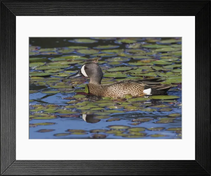 Framed Print : Blue-winged Teal Drake